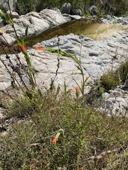 Castilleja minor