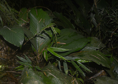 Goeppertia monophylla