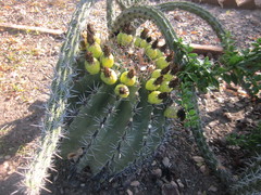 Ferocactus herrerae