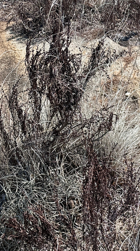 Resurrection Plant