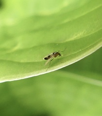 Cricotopus bicinctus