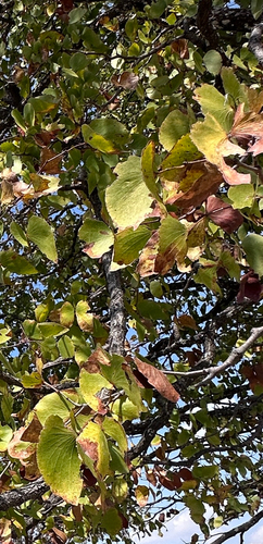 Mopane