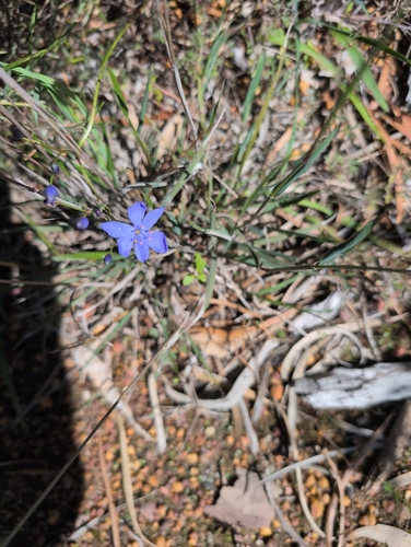 Blue Stars