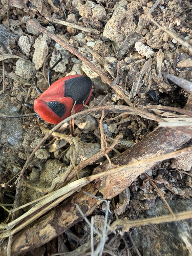 Coridius ianus