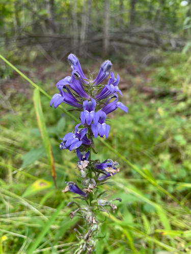 great blue lobelia