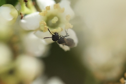 iNaturalist observation photo of Masked Bees