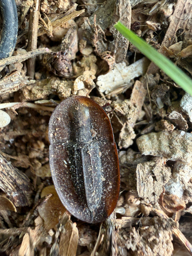 Cossyphus hoffmannseggi