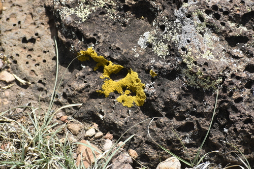 Liquen de Yema de Huevo