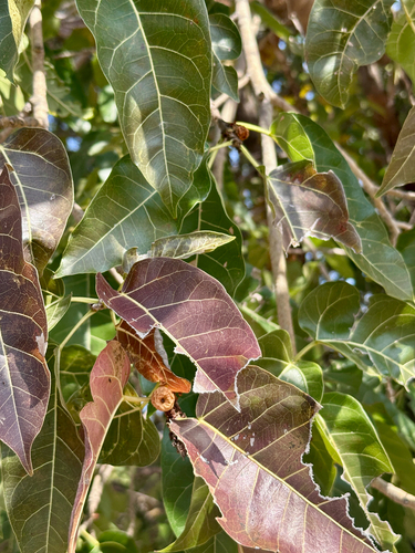 red-leaved fig