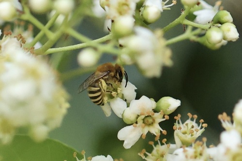 iNaturalist observation photo of Cellophane Bees