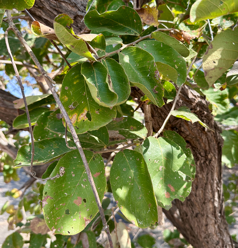 Velvet-Leaved Bridelia