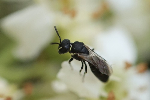 iNaturalist observation photo of Masked Bees