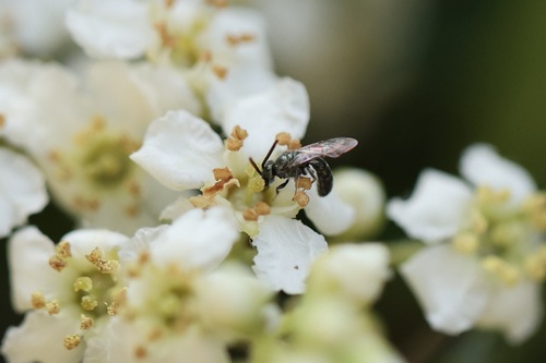 iNaturalist observation photo of Metallic Sweat Bees