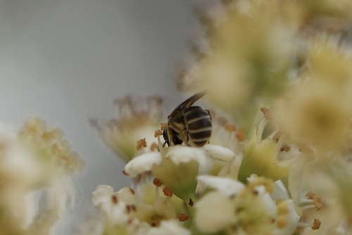 iNaturalist observation photo of Tripartite Sweat Bee