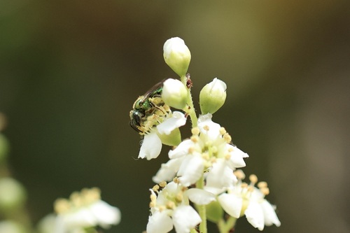 iNaturalist observation photo of Peridot Sweat Bee