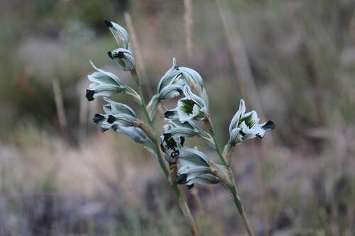 Chloraea bletioides, photograph 6