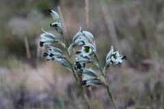 Chloraea bletioides, photograph (c) Cesar Ormazabal, some rights reserved (CC BY)