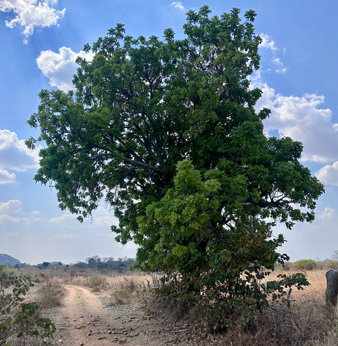 Sausage tree