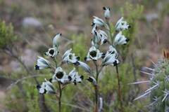 (c) Cesar Ormazabal, some rights reserved (CC BY) Chloraea bletioides, photograph (c) Cesar Ormazabal, some rights reserved (CC BY)