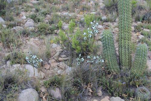 Chloraea bletioides, photograph 3