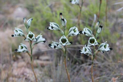 Chloraea bletioides, photograph 4