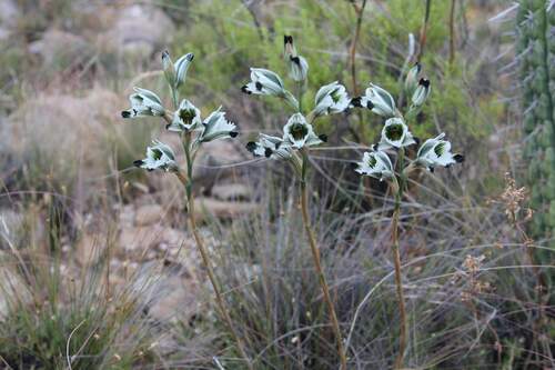 Chloraea bletioides, photograph 5