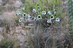 (c) Cesar Ormazabal, some rights reserved (CC BY) Chloraea bletioides, photograph (c) Cesar Ormazabal, some rights reserved (CC BY)