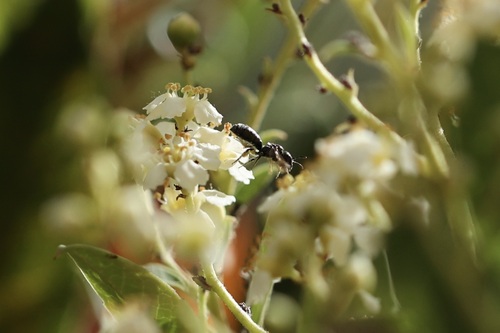 iNaturalist observation photo of Zadontomerus