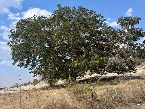Ficus glaberrima observed 2026-08-31