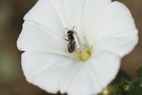 iNaturalist observation photo of Zadontomerus