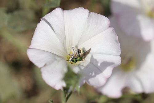 iNaturalist observation photo of Peridot Sweat Bee