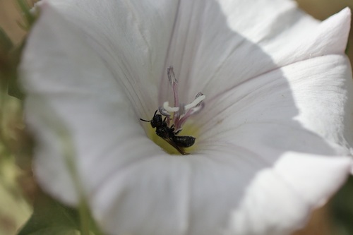 iNaturalist observation photo of Zadontomerus
