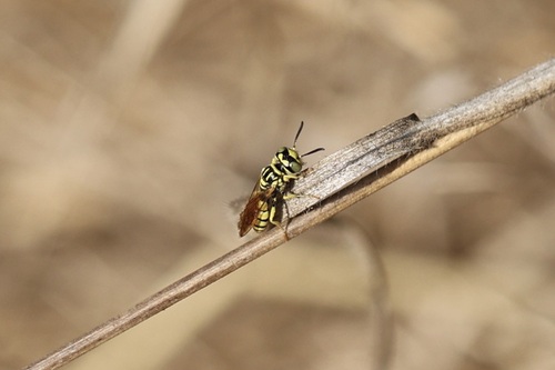 iNaturalist observation photo of Beewolves