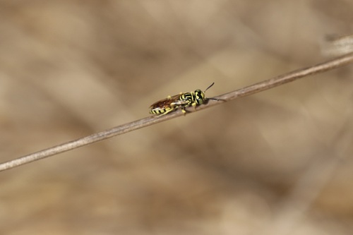 iNaturalist observation photo of Beewolves