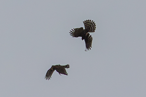 Sharp-shinned Hawk