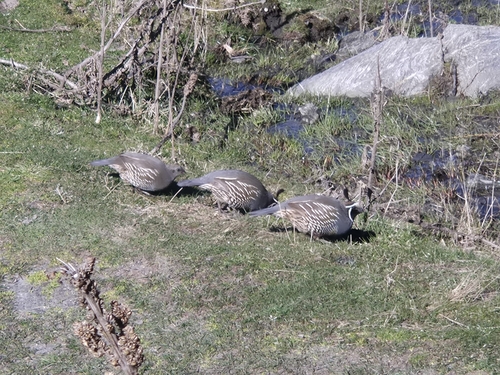 California Quail observed by mikekl