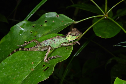 Acanthosaura hainanensis