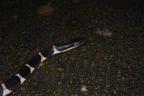 Many-banded Krait