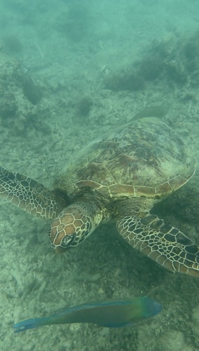 Green Sea Turtle observed by majcki