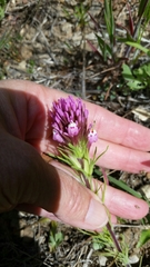 Castilleja exserta exserta
