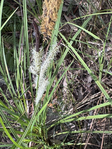 Carex gaudichaudiana observed 2026-09-01