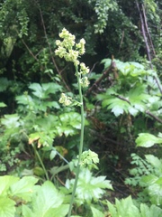 Thalictrum fendleri polycarpum