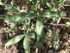 Trifolium virginicum