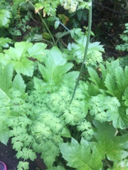 Thalictrum fendleri polycarpum