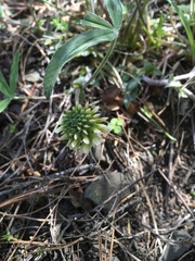 Trifolium virginicum