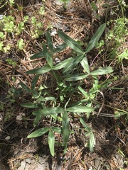 Trifolium virginicum
