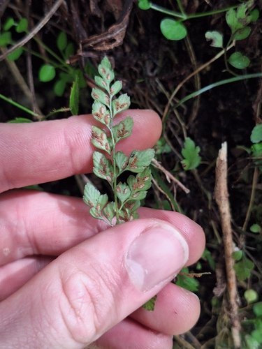 Asplenium hookerianum, photograph 4