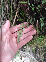 (c) Oscar Dove, some rights reserved (CC BY) Asplenium hookerianum, photograph (c) Oscar Dove, some rights reserved (CC BY)