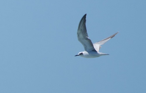 iNaturalist image