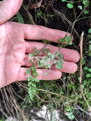 Asplenium hookerianum, photograph (c) Oscar Dove, some rights reserved (CC BY)